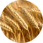 infusiion super strong beer ingredients